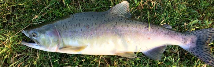 Pukkellaks fanget i Storåen – foto fra fiskepleje.dk Pukkellaks