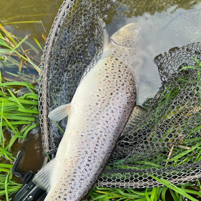 Smuk havørred fra Skjern Å